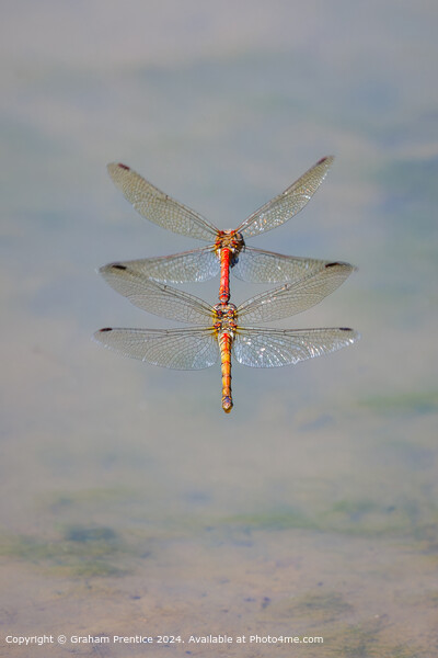 Symmetrical Common Darter Dragonflies Picture Board by Graham Prentice