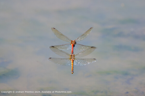 Symmetrical Common Darter Dragonflies Picture Board by Graham Prentice