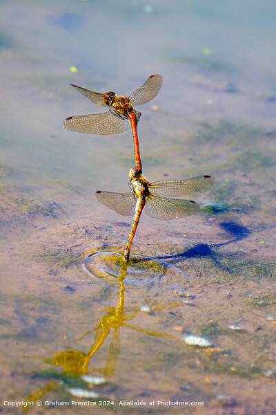 Common Darter Dragonflies Laying Eggs Picture Board by Graham Prentice