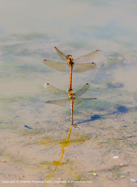 Common Darter Dragonflies Mating Picture Board by Graham Prentice