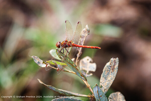 Red Common Darter Dragonfly Resting Picture Board by Graham Prentice