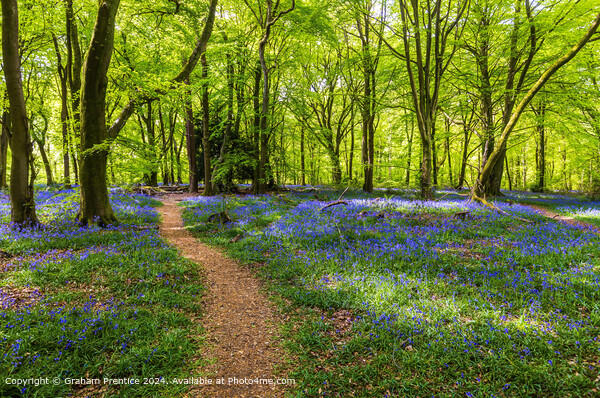 Bluebell Wood Path, Surrey Picture Board by Graham Prentice