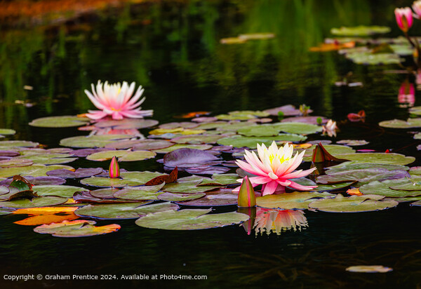 Pink and Yellow Waterlilies Picture Board by Graham Prentice