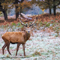Richmond Park Red Deer Stag