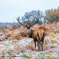 Richmond Park Red Deer Stag