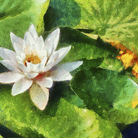 Buy canvas prints of Water Lily by Graham Prentice