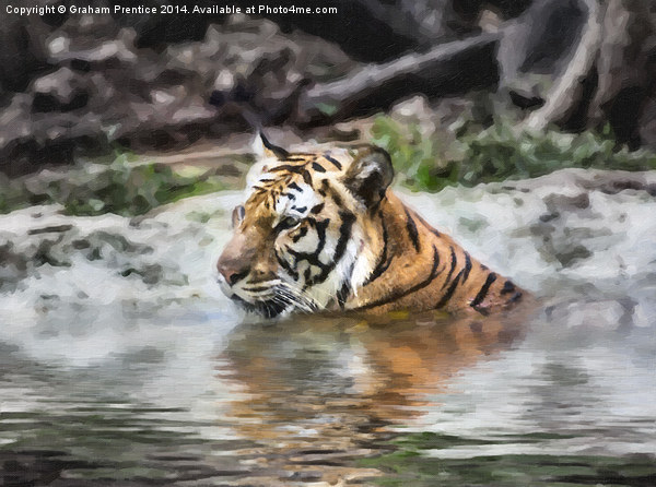 Tiger Picture Board by Graham Prentice
