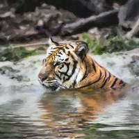 Buy canvas prints of Tiger by Graham Prentice