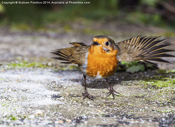 Robin With Outstretched Wings Picture Board by Graham Prentice