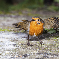 Buy canvas prints of Robin With Outstretched Wings by Graham Prentice
