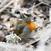 Buy canvas prints of Robin in Frost by Graham Prentice