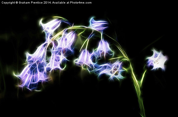 Fractal Bluebell Picture Board by Graham Prentice