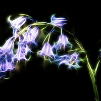 Buy canvas prints of Fractal Bluebell by Graham Prentice