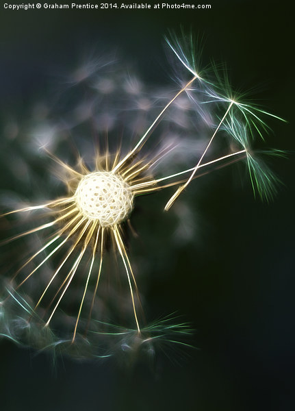 Dandelion Seeds Dispersing Picture Board by Graham Prentice
