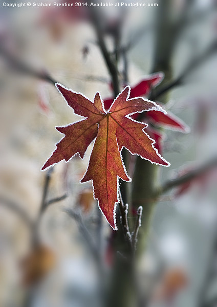 Frosty Maple Leaf Picture Board by Graham Prentice