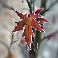 Buy canvas prints of Frosty Maple Leaf by Graham Prentice