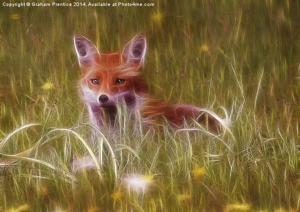 Cute Fox Cub Picture Board by Graham Prentice