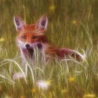 Buy canvas prints of Cute Fox Cub by Graham Prentice