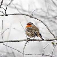 Buy canvas prints of Robin On Frosty Branch by Graham Prentice