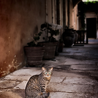 Buy canvas prints of Cat With Green Eyes by Graham Prentice