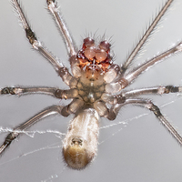 Buy canvas prints of Daddy Long Legs Spider by Graham Prentice