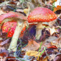 Buy canvas prints of Magic Mushrooms by Graham Prentice