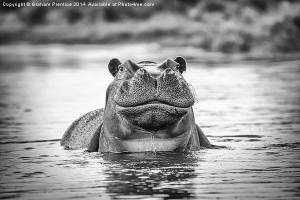Hippo Picture Board by Graham Prentice