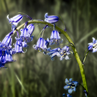 Buy canvas prints of Bluebell by Graham Prentice