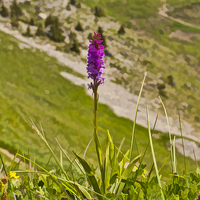 Buy canvas prints of Swiss Orchid by Graham Prentice
