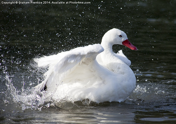 White Duck Splashing Picture Board by Graham Prentice