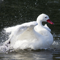Buy canvas prints of White Duck Splashing by Graham Prentice