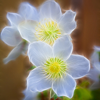 Buy canvas prints of Pasque Flower by Graham Prentice
