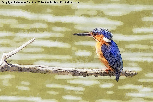 Kingfisher Picture Board by Graham Prentice