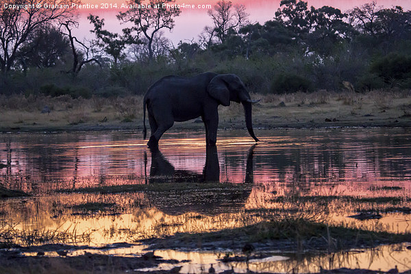 African Elephant At Sunset Picture Board by Graham Prentice