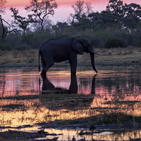 Buy canvas prints of African Elephant At Sunset by Graham Prentice