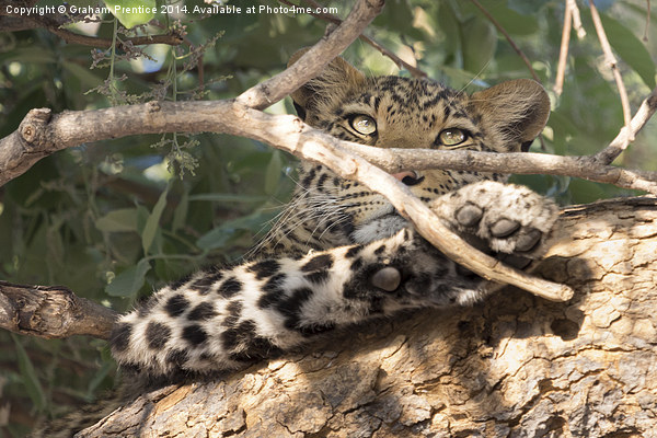 Leopard in Tree Picture Board by Graham Prentice