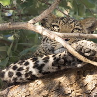 Buy canvas prints of Leopard in Tree by Graham Prentice