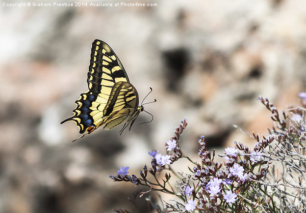 Swallowtail in Flight Picture Board by Graham Prentice