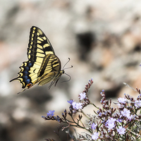 Buy canvas prints of Swallowtail in Flight by Graham Prentice