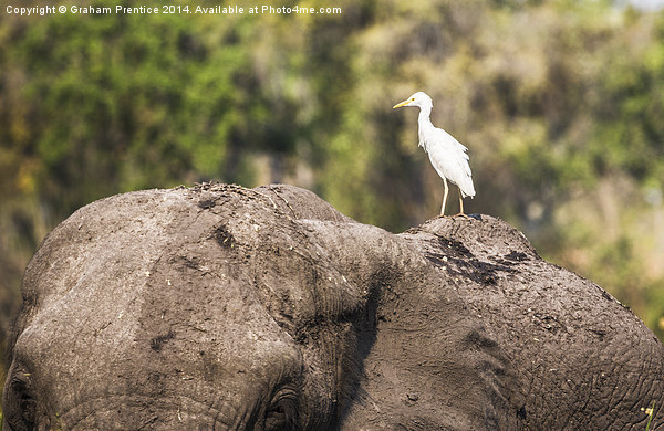 White Cattle Egret on Muddy Elephant Picture Board by Graham Prentice