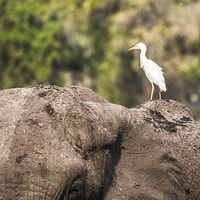 Buy canvas prints of White Cattle Egret on Muddy Elephant by Graham Prentice