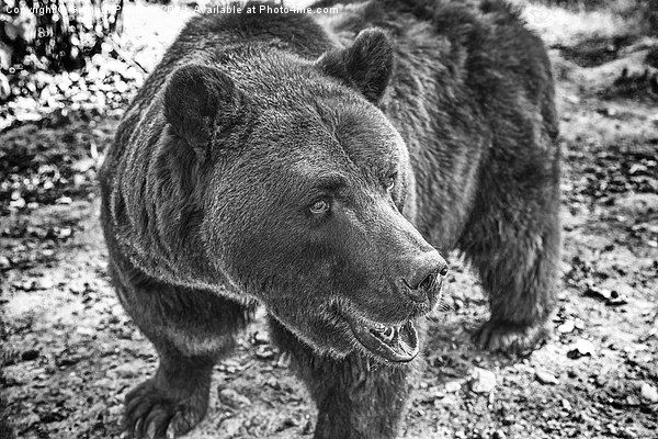 Brown Bear in Black and White Picture Board by Graham Prentice