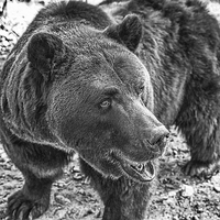 Buy canvas prints of Brown Bear in Black and White by Graham Prentice