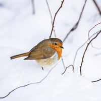 Buy canvas prints of Robin In Snow by Graham Prentice
