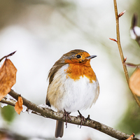 Buy canvas prints of Robin Redbreast by Graham Prentice