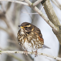 Buy canvas prints of Redwing by Graham Prentice