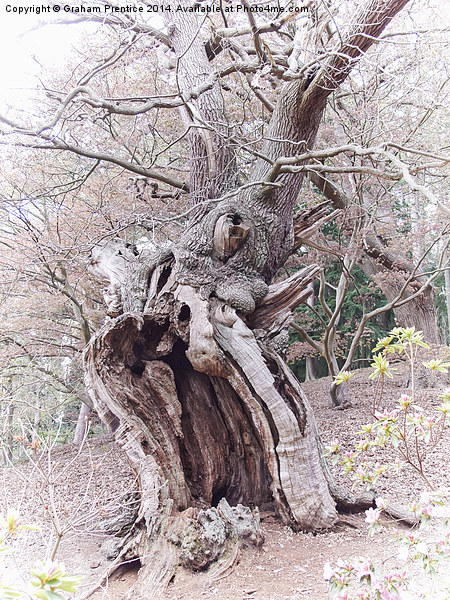 Gnarled Oak Picture Board by Graham Prentice