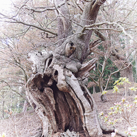 Buy canvas prints of Gnarled Oak by Graham Prentice