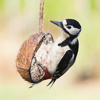 Buy canvas prints of Great Spotted Woodpecker by Graham Prentice