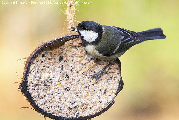 Great Tit Picture Board by Graham Prentice
